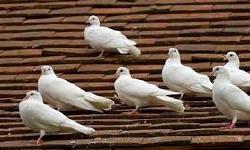 Featured image of post Blog